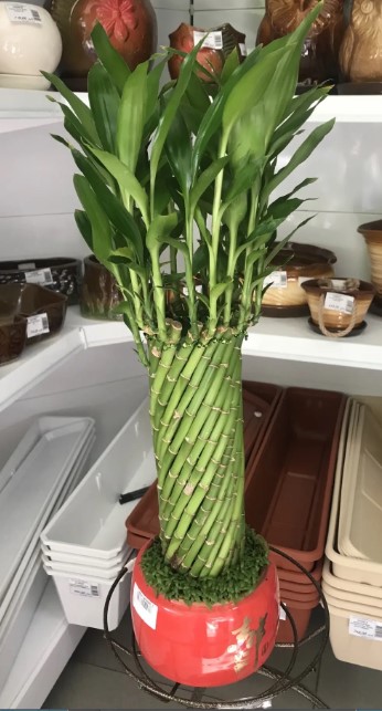 бамбук в горшке.jpg