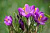 Крокусы